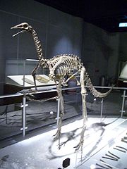 古似鳥龍（屬名：Archaeornithomimus）是似鳥龍科下的一個屬，生活於上白堊紀的中國，約8,000萬年前。屬名的意思是“在鳥類模仿者之前”，意指它們是似鳥龍的祖先。就像其他似鳥龍科一樣，古似鳥龍應該是雜食性動物，以小型的哺乳動物、植物及果實及蛋（甚至於其他亞洲恐龍的蛋）為食。一些科學家認為，沒有足夠的證據及化石可將古似鳥龍分類在任何科之內。 古似鳥龍的骨架模型- 中國古動物館模式種稱為亞洲古似鳥龍（A. asiaticus），是由戴爾·羅素（Dale Russell）於1972年所命名。古似鳥龍約為3.3米長，1.8米高，體重約50公斤。在馬里蘭州發現的腳部化石，最初被歸類於似鳥龍，現在被歸類於古似鳥龍的新種（A. affins），但有其他科學家認為這些屬於小型的掠食動物。
