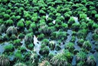 大沾河濕地國家級自然保護區
