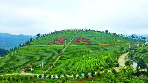 開陽富硒茶