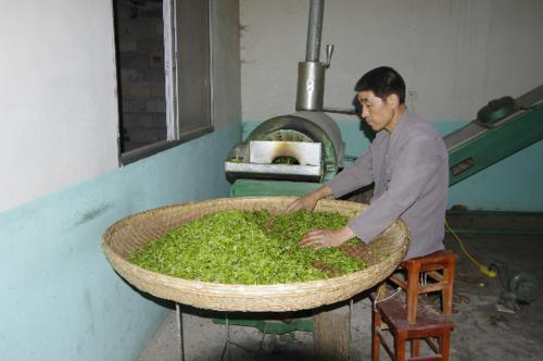 鎮安象園茶