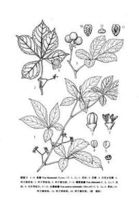 綠芽俞藤 綠芽俞藤