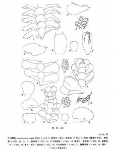 彎葉白鱗苔