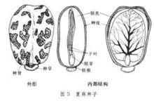 大麻種子