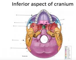 顱骨下面觀