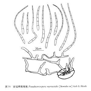 齒冠草假尾孢