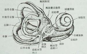 （圖）內耳結構