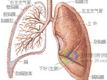 非結核性分枝桿菌病