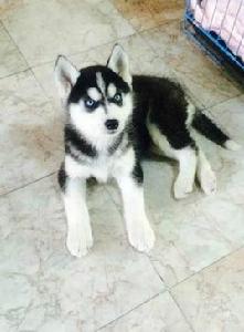 husky