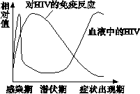 粘液瘤病毒