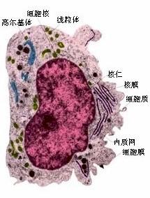 原始生物系統