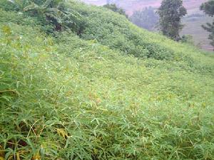 登況自然村種植業