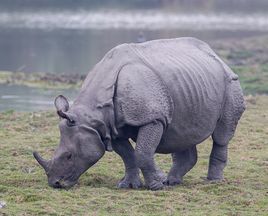 獨角犀屬