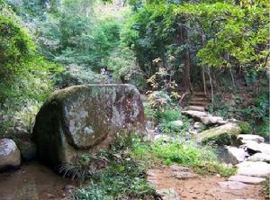 黃楮林山道