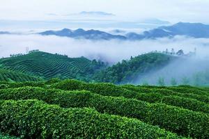 西鄉茶文化