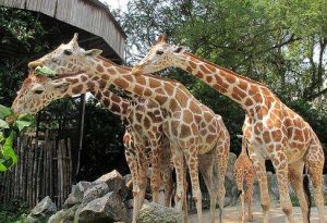 馬來西亞國家動物園