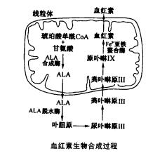 圖1 血紅素生物合成過程