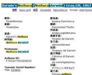 Darwin's Nothura (Nothura darwinii) Gray,GR, 1867