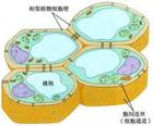 難溶性腖