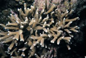 歧枝濱珊瑚