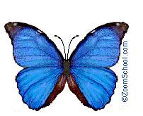 （圖）藍摩爾福蝶