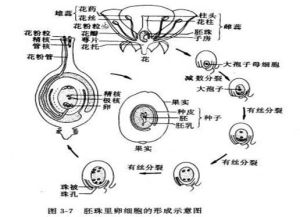 誘導單性結實