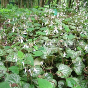 大通虎耳草