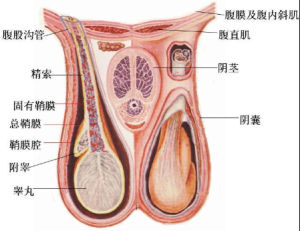 閉合性睪丸損傷