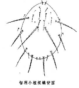 智利小植綏蟎