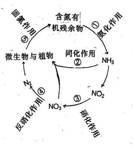 生物氮素