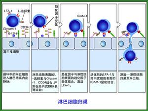 黏附分子