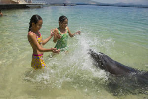 海豚伴遊