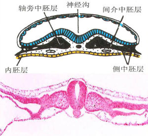 中胚層