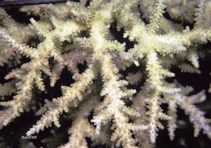 赤島鹿角珊瑚