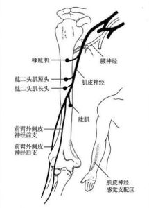 肌皮神經