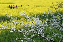 橋塘村[江西贛州市周田鎮下轄村]