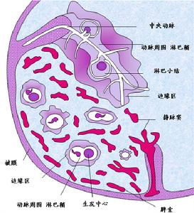 陣發性冷性血紅蛋白尿