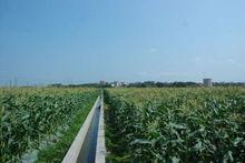 金塘鎮文林垌萬畝甜玉米示範基地