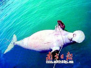東方海豬魚