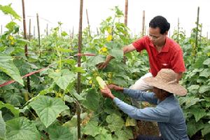 （圖）種植業