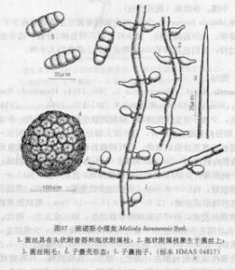 班諾斯小煤炱