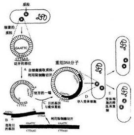 性狀分離