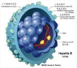B型肝炎病毒