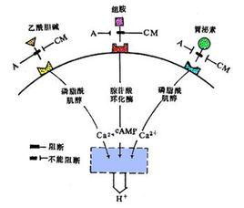 內源性物質