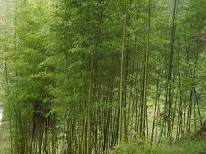 長沱自然村[高橋鄉太華行政村下轄自然村]