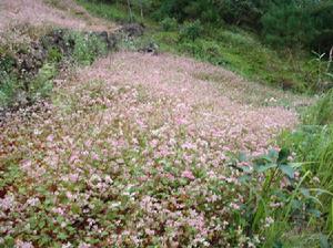 培建村特色產業－種植業