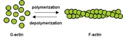 Depolymerization