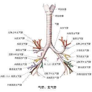 支氣管肺泡呼吸音