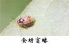 （圖）食蚜盲蝽
