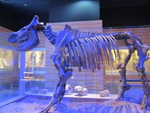 恐龍化石 － 廣東省博物館