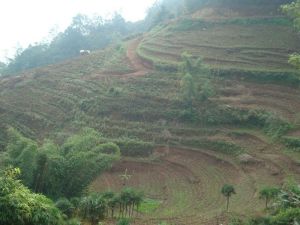 老捌箐村